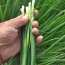 Hành lá tươi, an toàn VietGAP